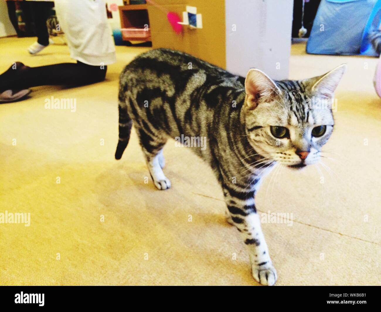 Spotted Cat passeggiate in camera Foto Stock