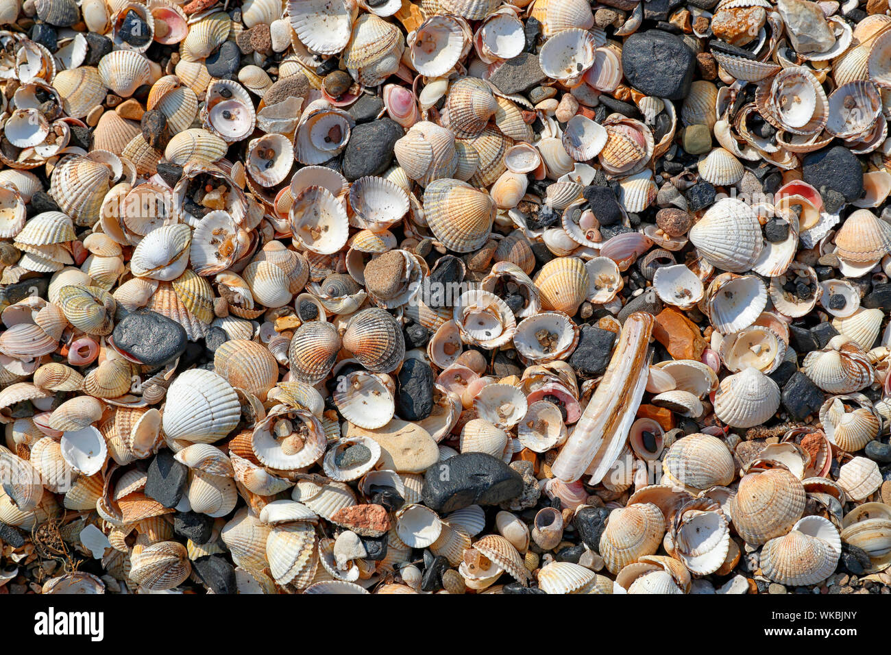 Una varietà di conchiglia di mare sulla riva del mare, anche piccoli pezzi di carbone può essere visto Foto Stock