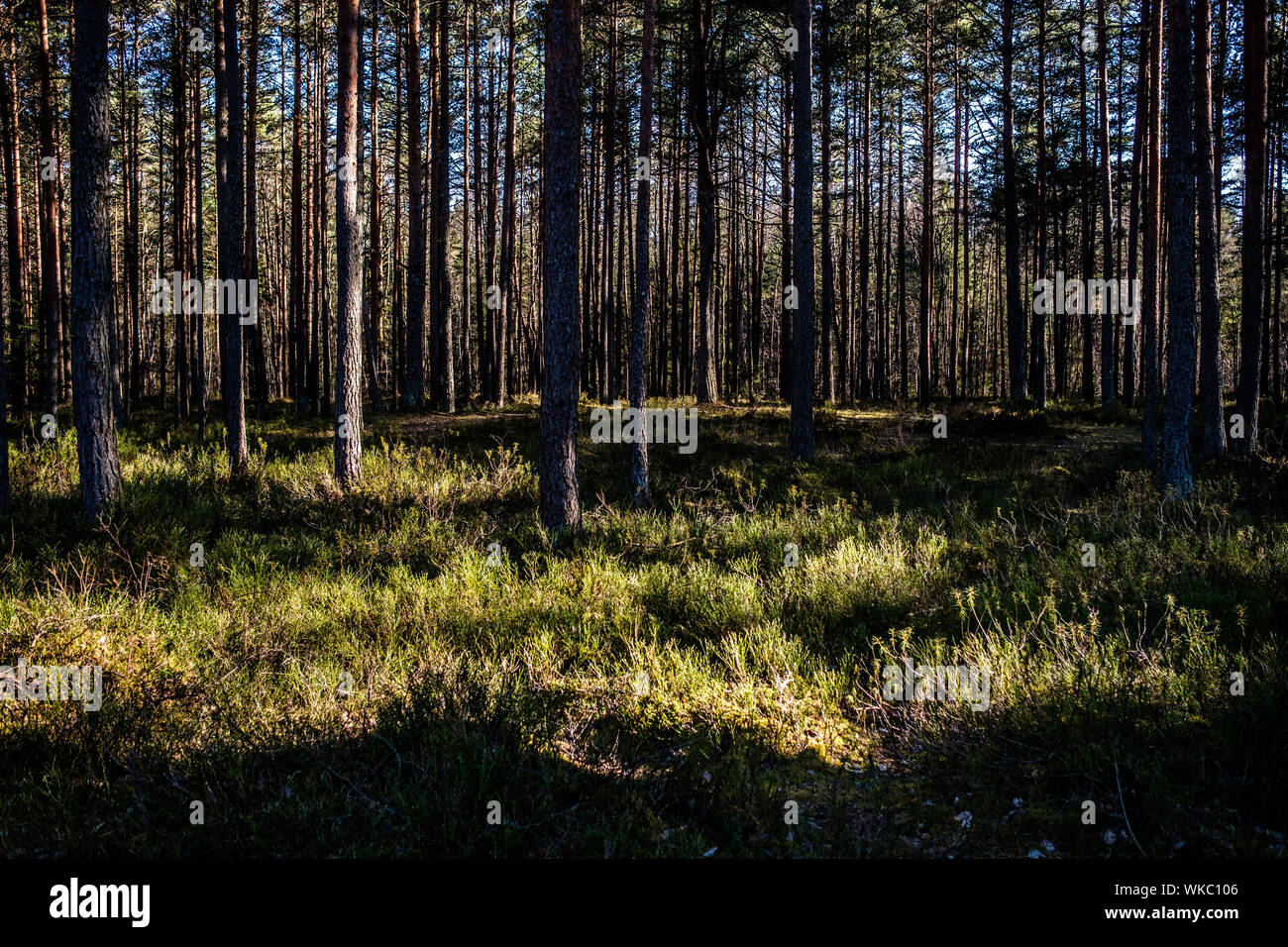 La lettonia; Jurmala: percorso escursionistico in Kemeri National Park, conosciuto soprattutto per le sue foreste, paludi e terre di torba. Foto Stock