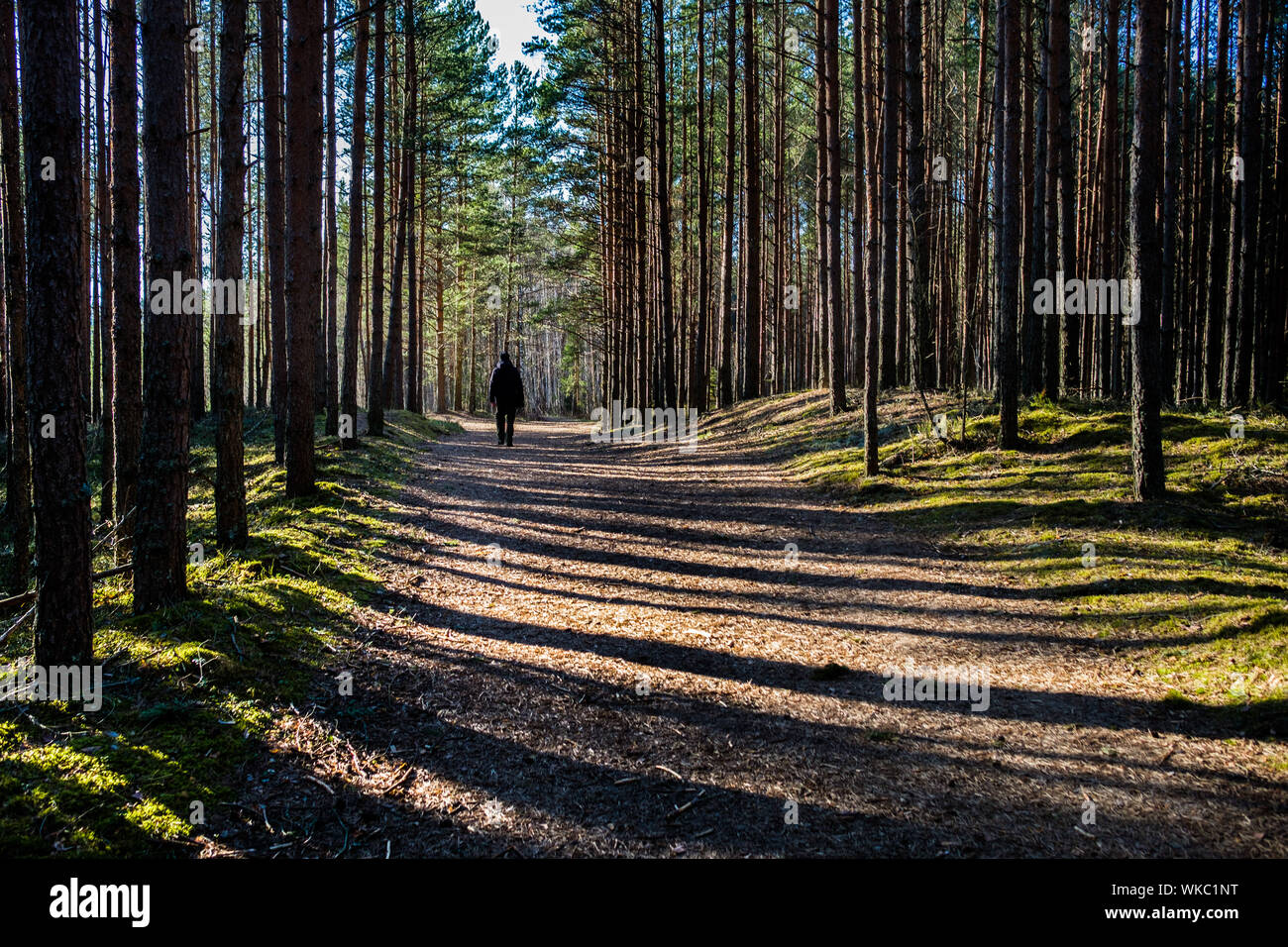 La lettonia; Jurmala: percorso escursionistico in Kemeri National Park, conosciuto soprattutto per le sue foreste, paludi e terre di torba. Foto Stock