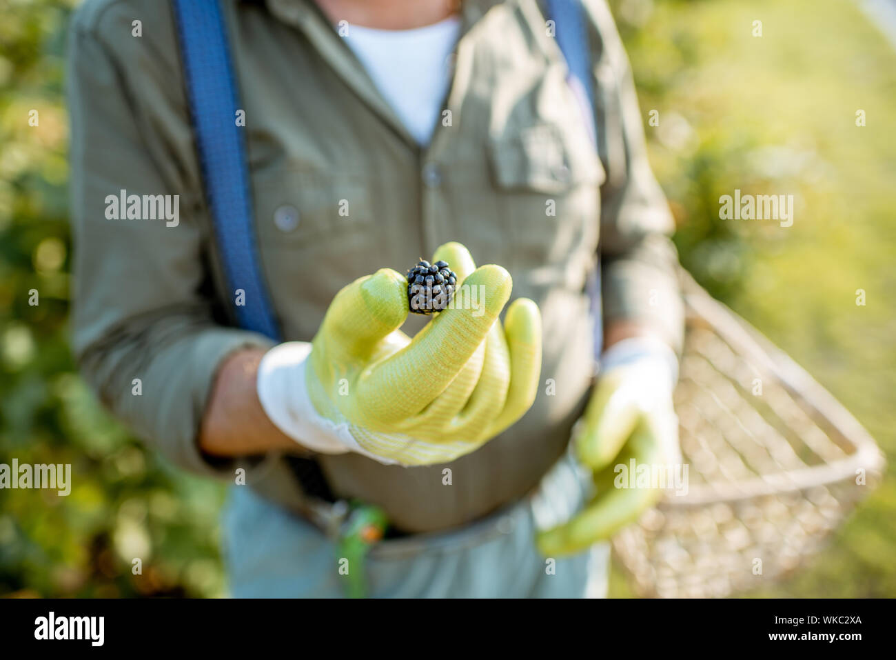 Giardiniere azienda blackberry mentre la raccolta di frutti di bosco su una piantagione, vista da vicino Foto Stock