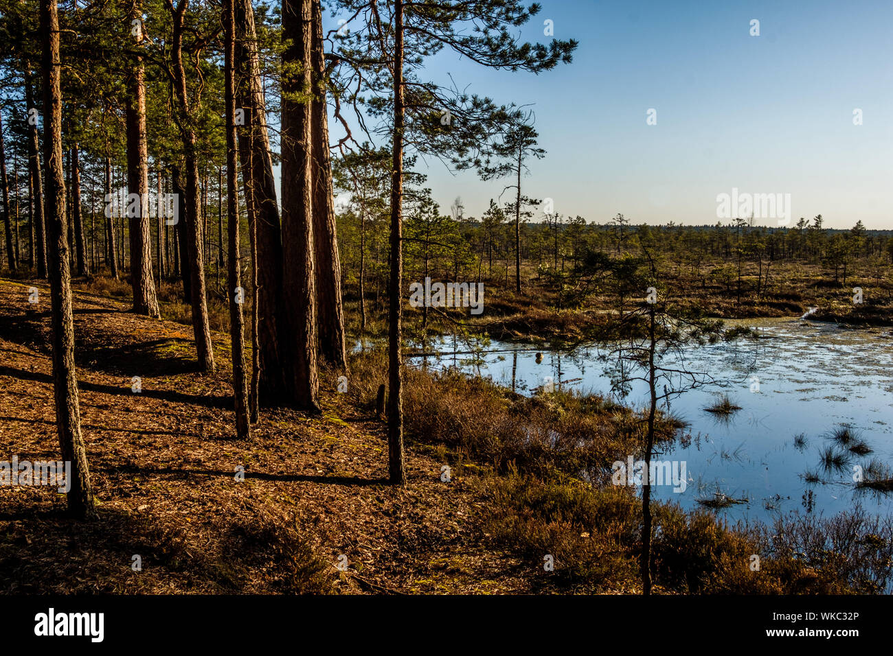 La lettonia; Jurmala: percorso escursionistico in Kemeri National Park, conosciuto soprattutto per le sue foreste, paludi e terre di torba. Foto Stock