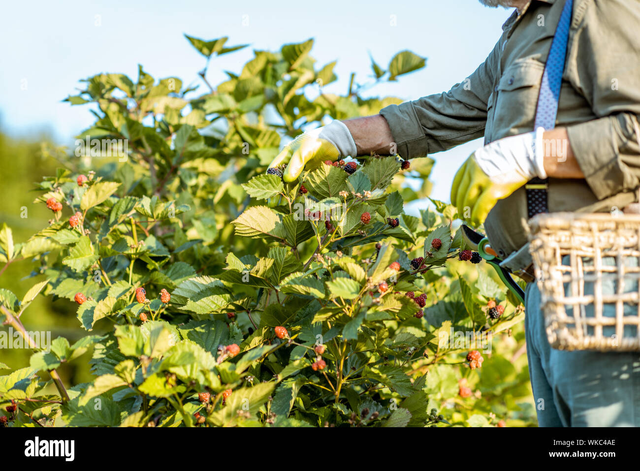 Giardiniere la raccolta di more sulla bellissima piantagione durante la serata di sole. Concetto di un piccolo giardinaggio e coltivazione di bacche Foto Stock