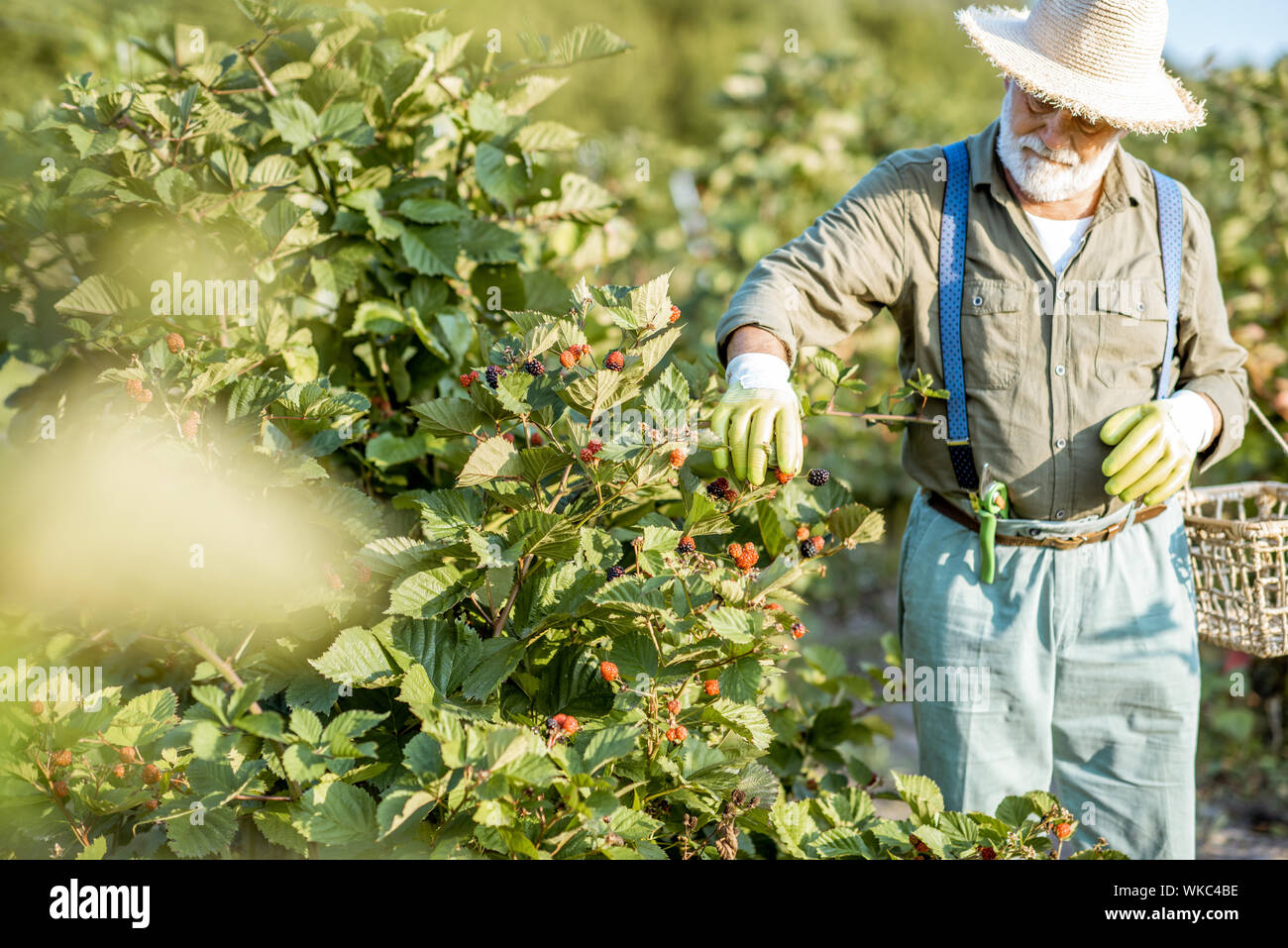 Senior ben vestito uomo come un giardiniere la raccolta di more sulla bellissima piantagione durante la serata di sole. Concetto di un piccolo giardinaggio e coltivazione di bacche Foto Stock