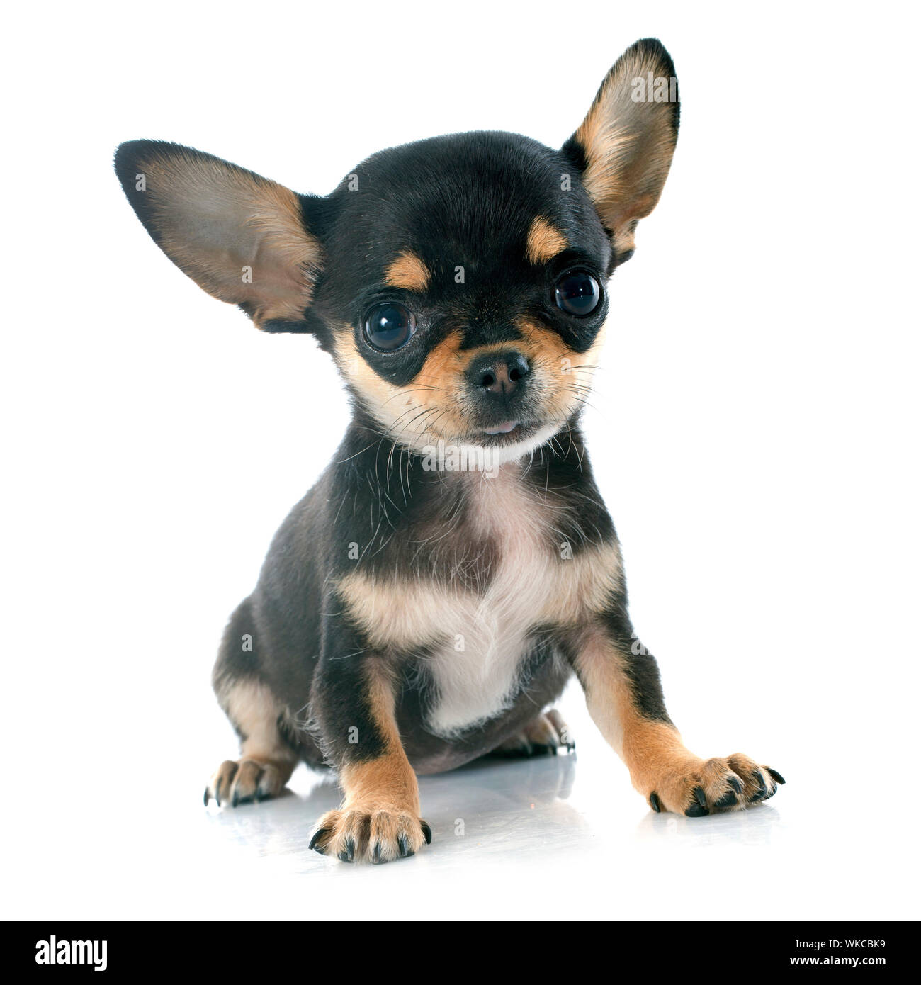 Ritratto di un grazioso cucciolo di razza chihuahua davanti a uno sfondo bianco Foto Stock
