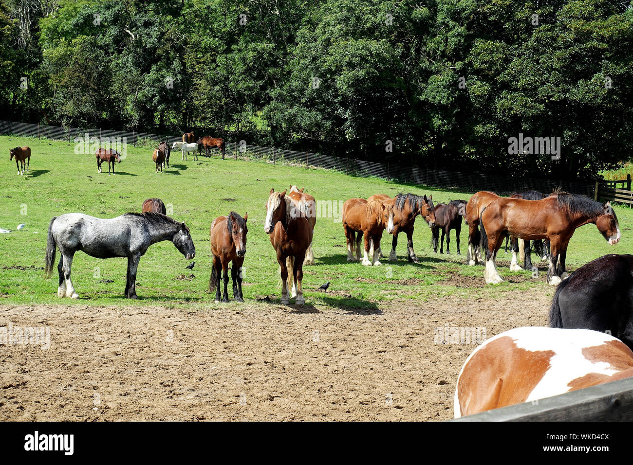 Horse paddock a casa di riposo per i vecchi cavalli, Richmond Hill, Isola di Man Foto Stock