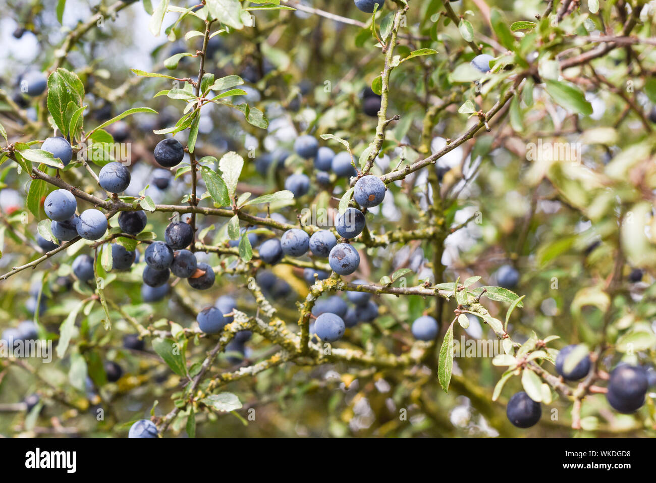 Frutti selvatici. Mirtillo pianta con mirtillo Frutta crescono naturalmente sui rami Foto Stock