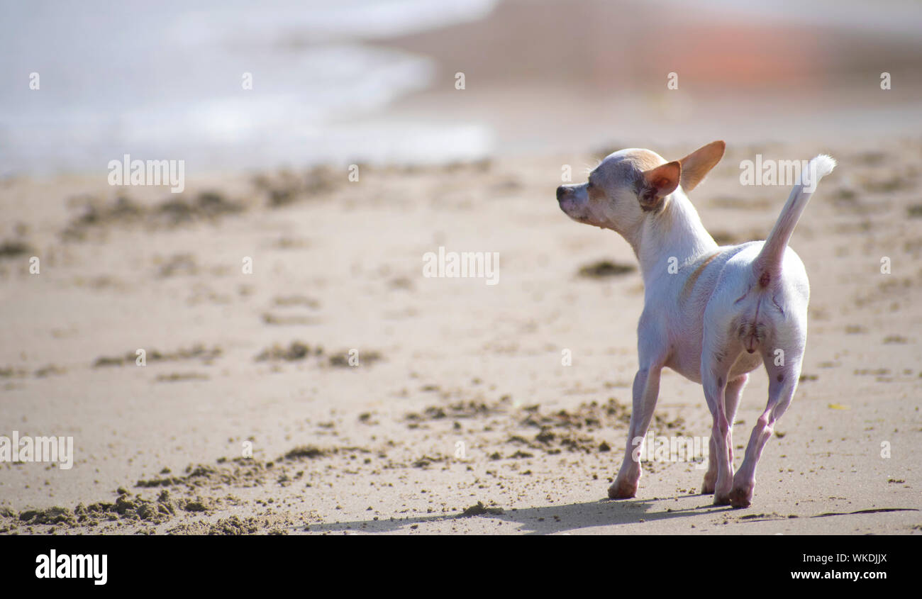 Chihuahua in esecuzione alla spiaggia. Un chihuahua al mare scatenato. Animali domestici in estate, carino chihuahuas canine camminare da solo in una spiaggia di sabbia in Spagna, 2019. Foto Stock