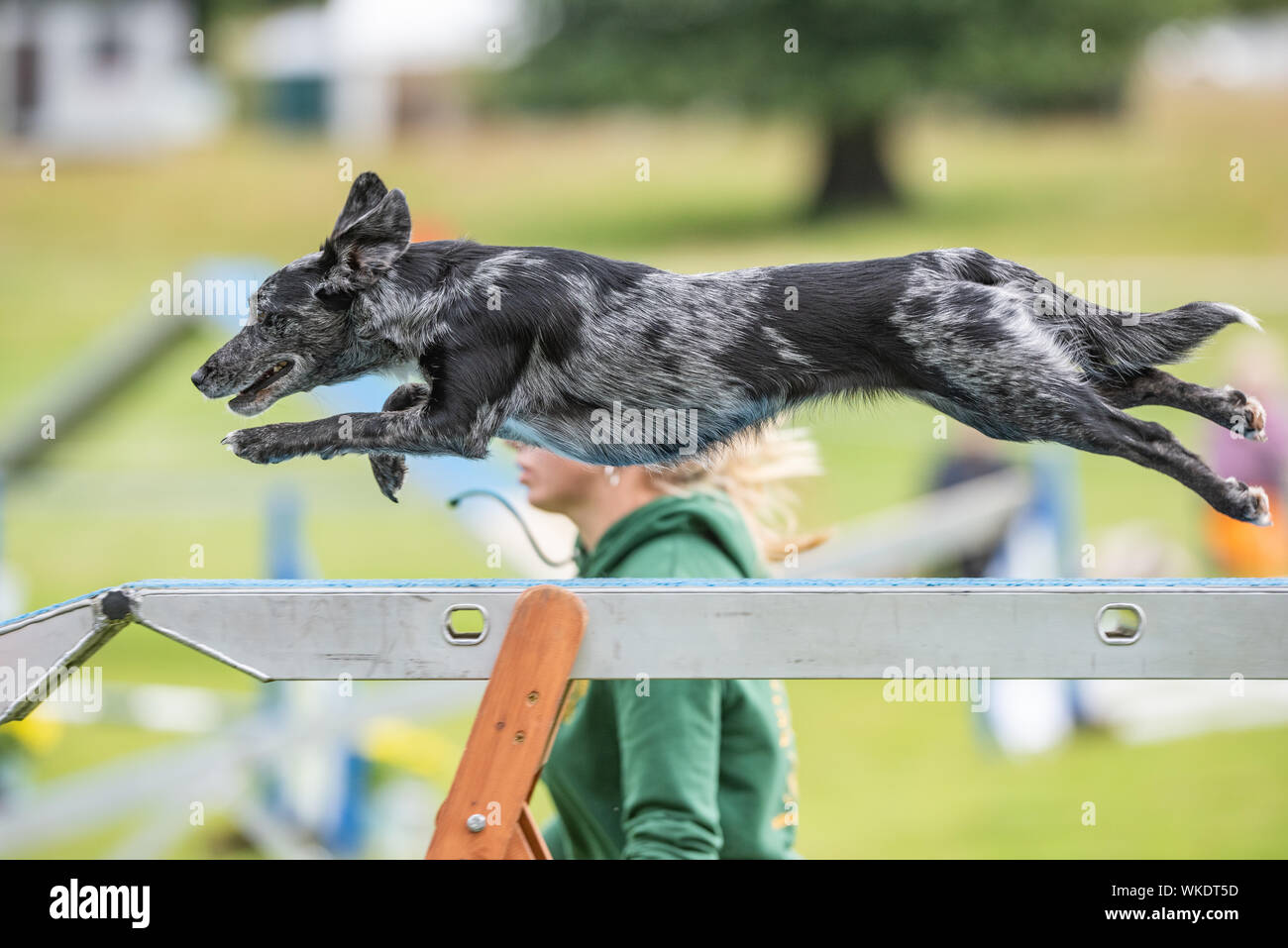 Chatsworth Country Fair 2019, cane agilità Foto Stock