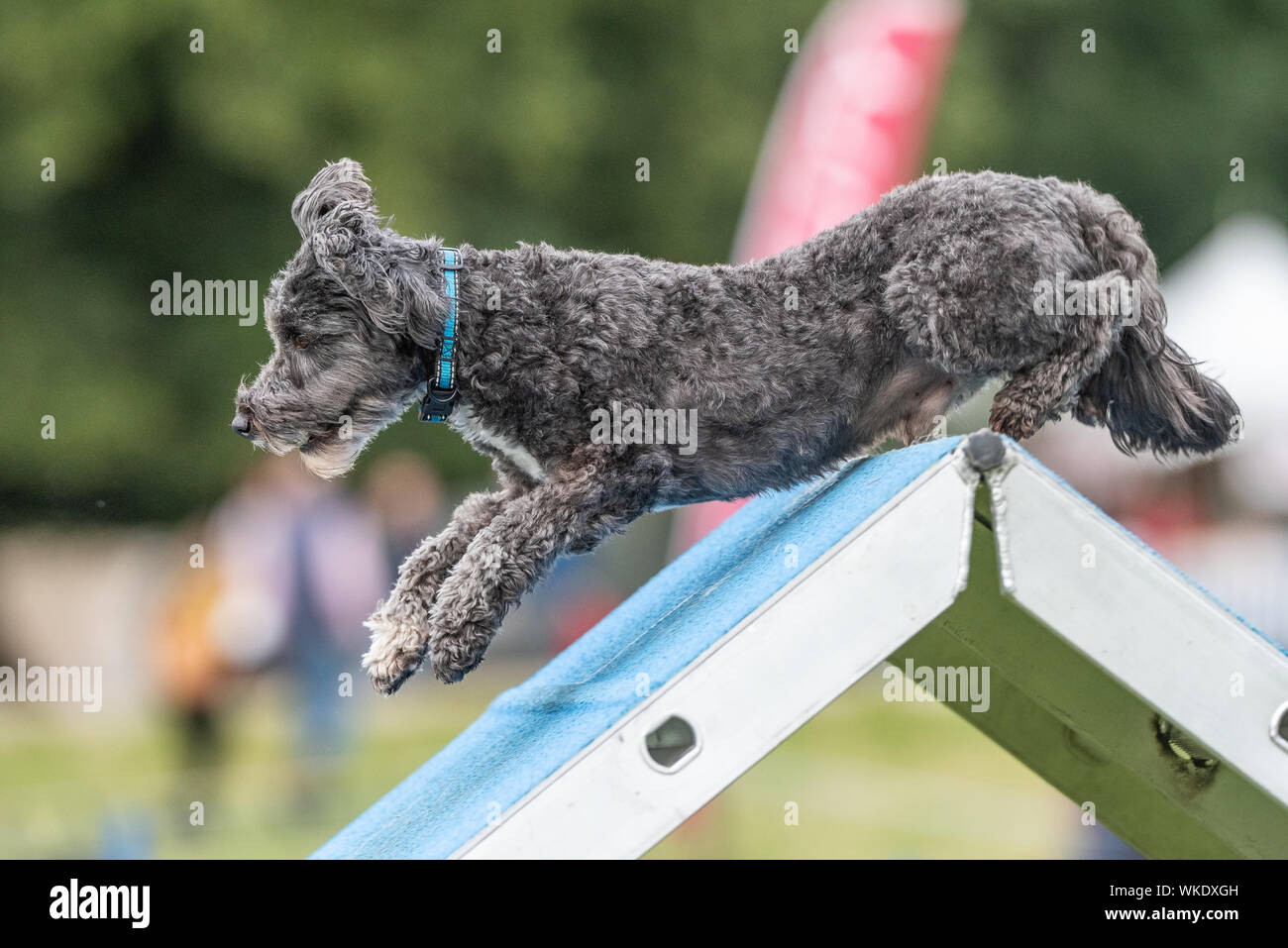 Chatsworth Country Fair 2019, cane agilità Foto Stock