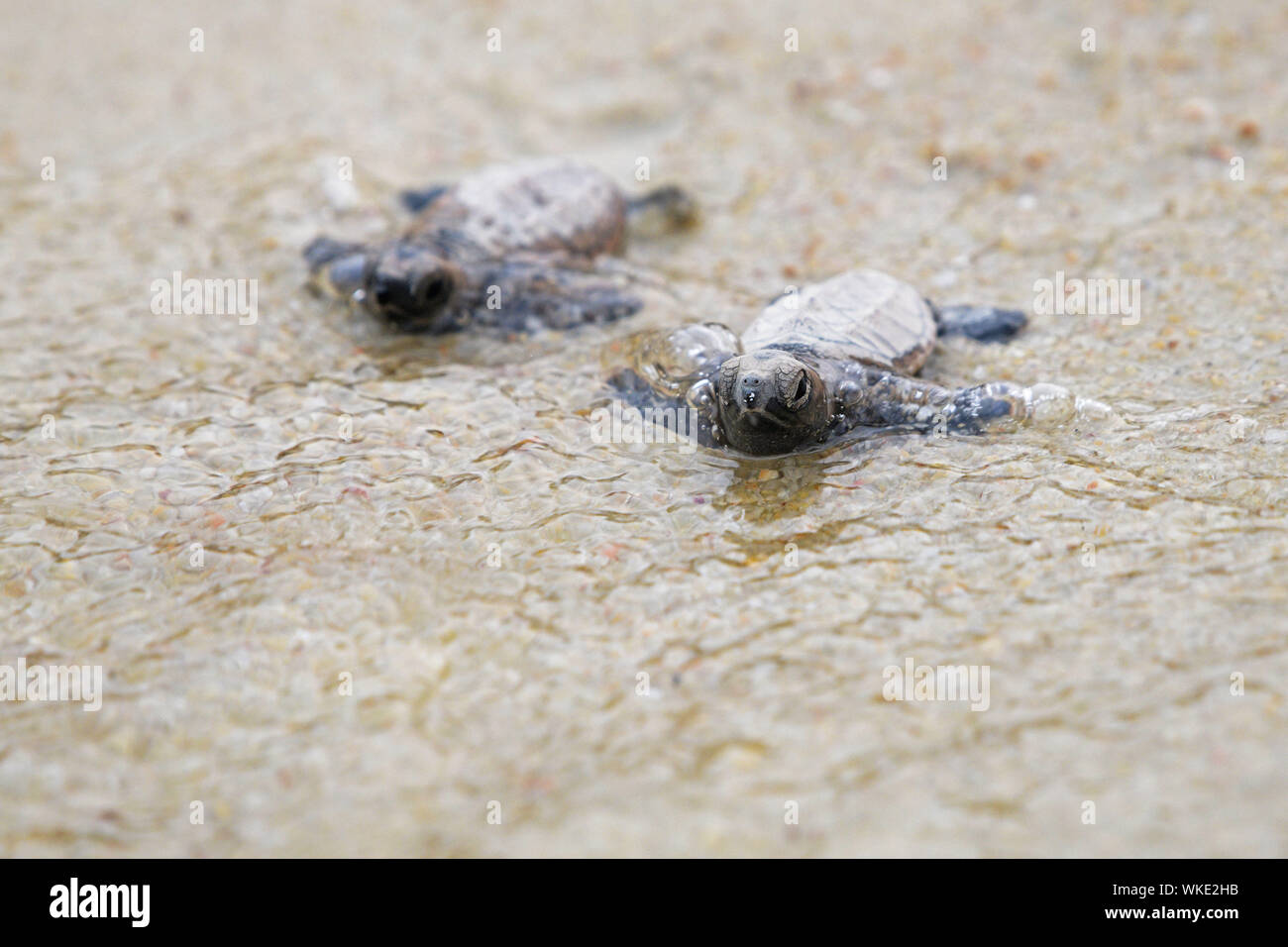 Singapore. 14 Luglio, 2019. Hawksbill neonato mare larve tartaruga che tratteggio meno di 10 ore fa fare il loro modo al mare sulla spiaggia di Singapore Sentosa Island il 7 settembre 4, 2019. Il personale del Sentosa Development Corporation ha rilasciato un totale di 100 Hawksbill sea larve tartaruga indietro verso il mare. I neonati nati da un nido scoperto il 14 luglio 2019. Credito: Quindi Chih Wey/Xinhua/Alamy Live News Foto Stock