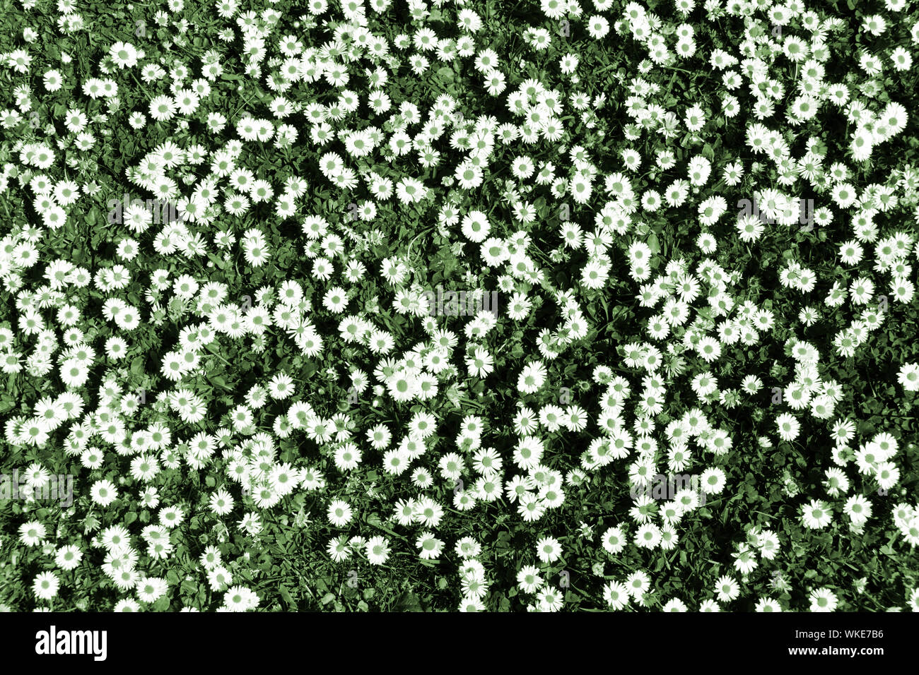 Abstract immagine di sfondo creata dai colori artificiali di manipolazione di patch di pedane. in un prato con Daisy bianca fiori capi punti verdi ed erba REGNO UNITO Foto Stock