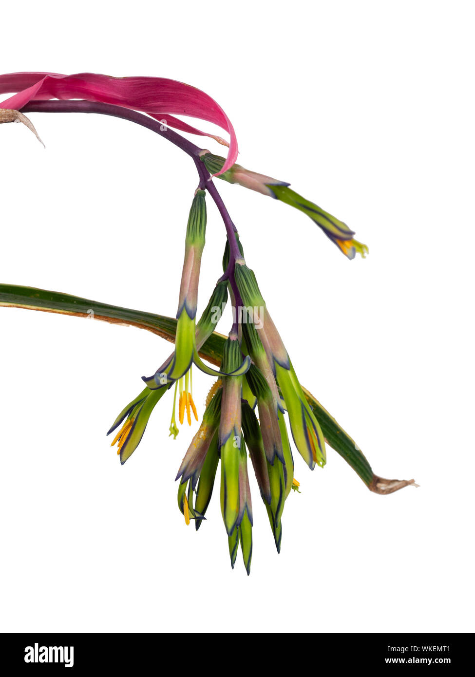 Inarcamento gambo di fiore di terrestrial bromeliad, Billbergia nutans 'Variegata', su sfondo bianco Foto Stock