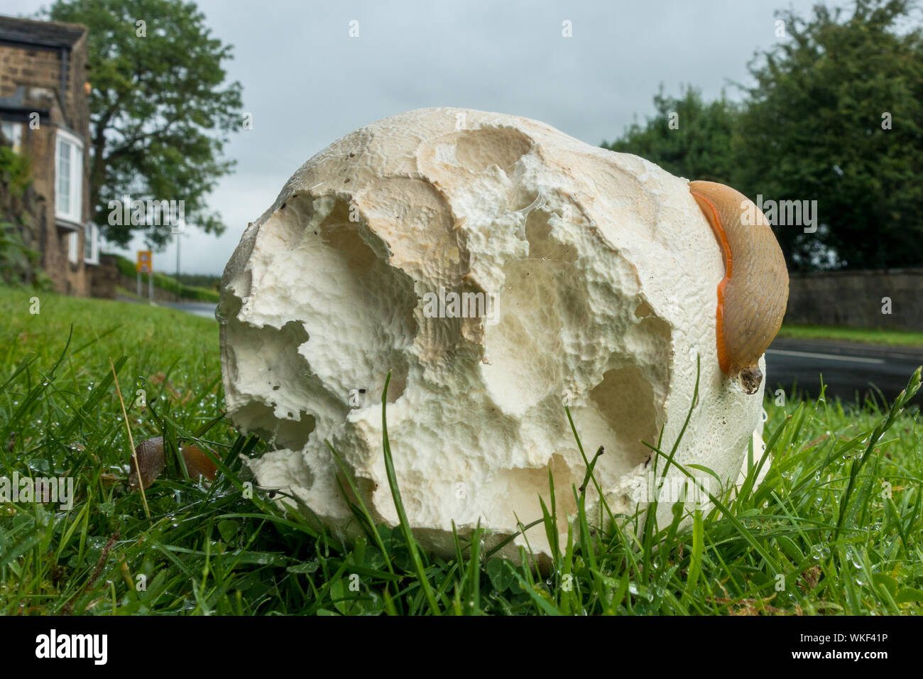 Giant Puffball funghi - Calvactia gigantea su una banchina erba orlo di essere mangiato da un grande accumulo, REGNO UNITO Foto Stock