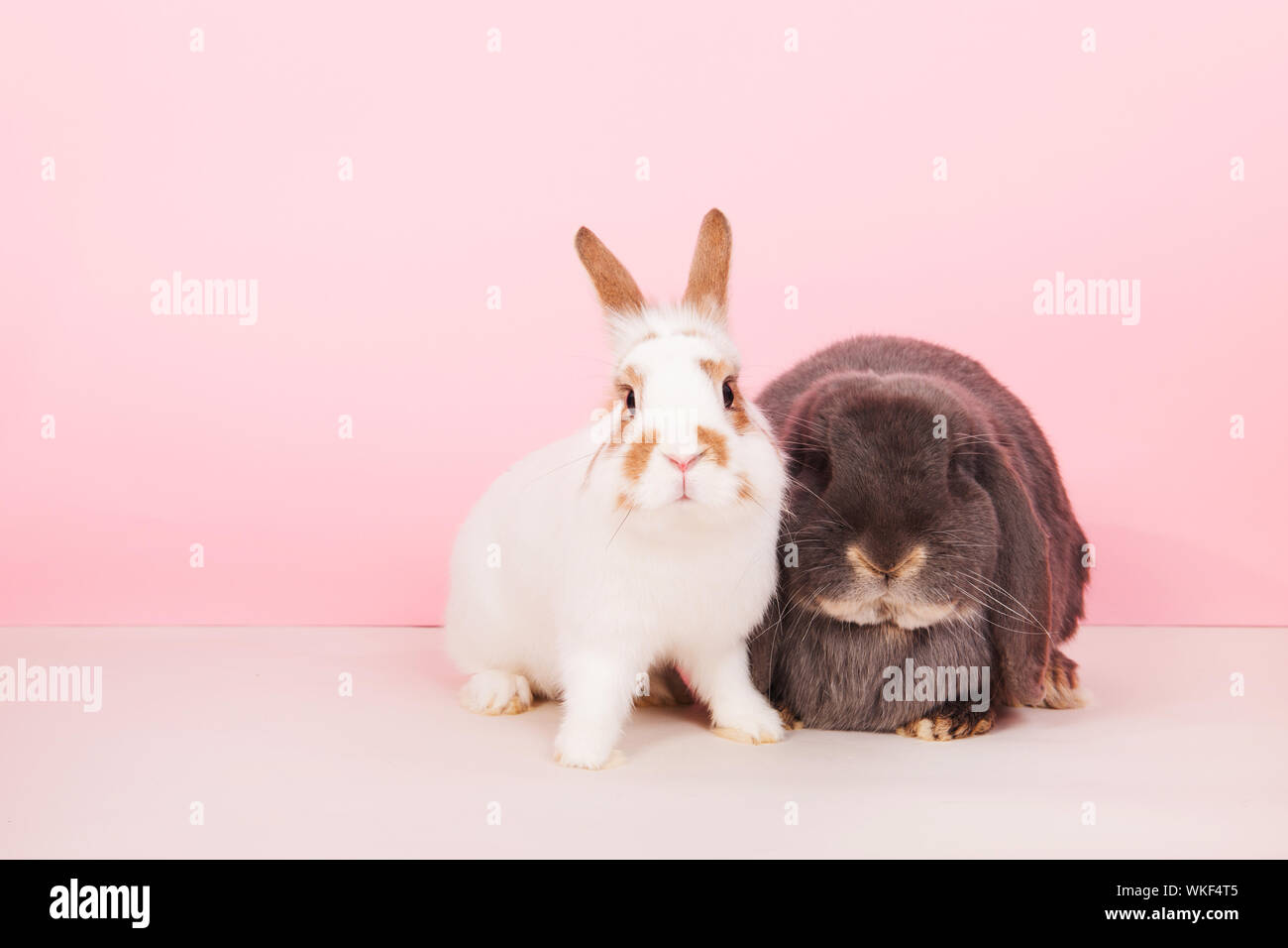 Coniglio Bianco e il francese lop insieme su sfondo rosa Foto Stock