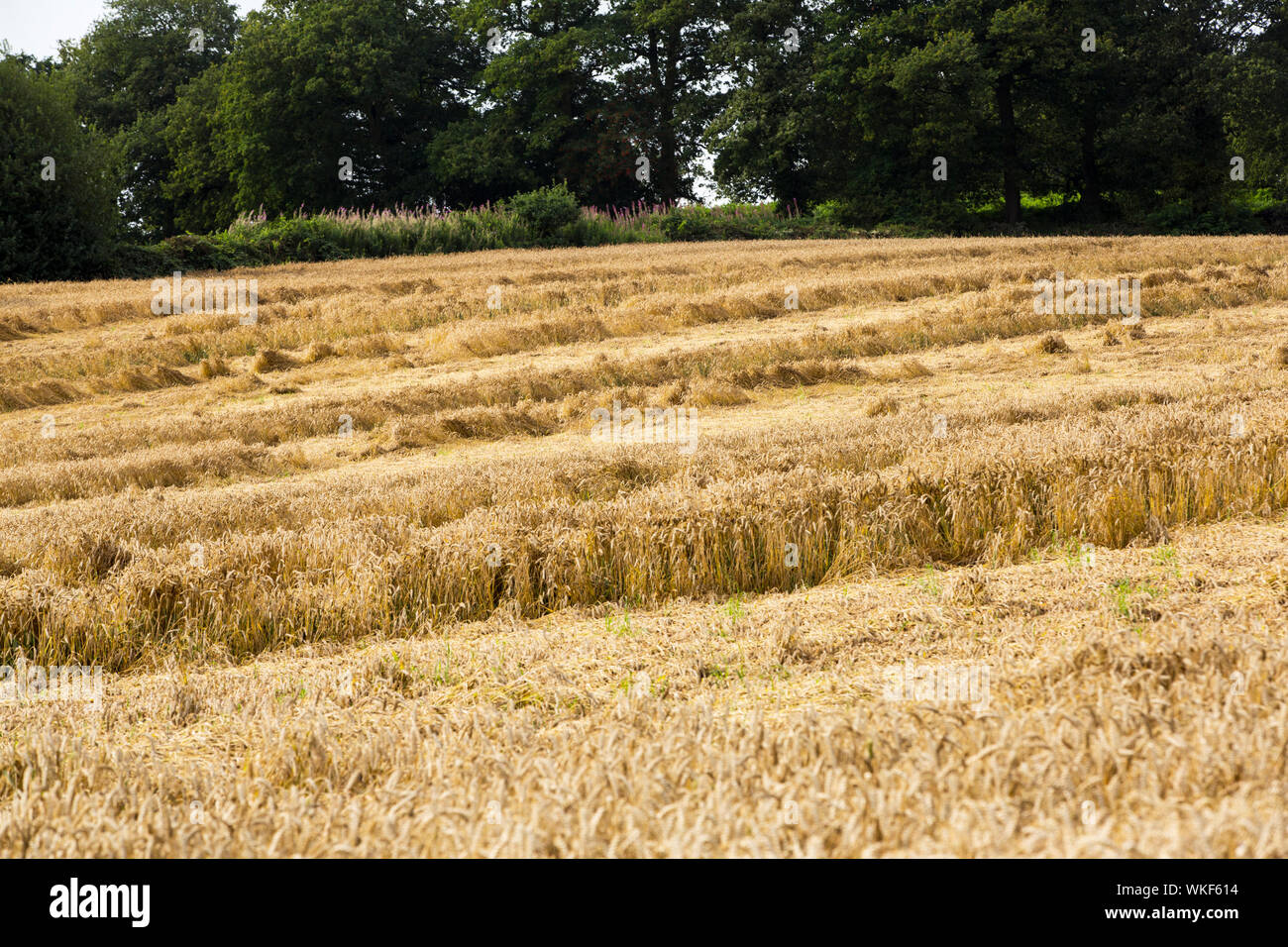 Coltivazione di grano martoriata da forte vento e pioggia vicino a Loughborough, Leicestershire, Regno Unito. Foto Stock
