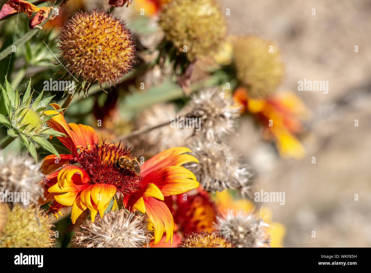Ape su rosso e giallo fiore Foto Stock