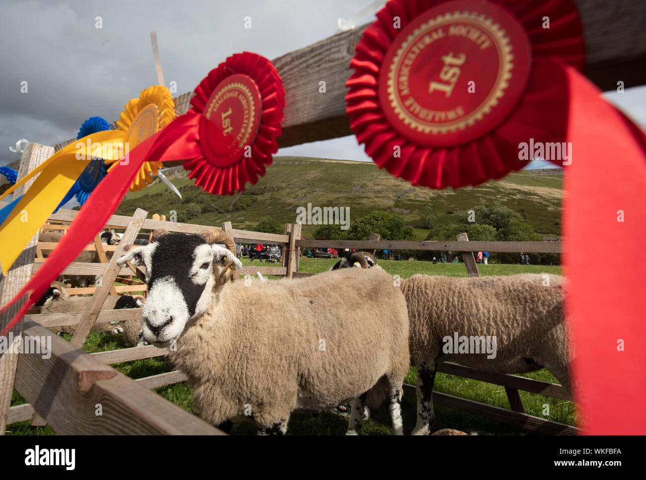 Vincendo le pecore durante la Muker Show, un'agricoltura tradizionale e mostra orticola, nello Yorkshire Dales National Park. Foto Stock