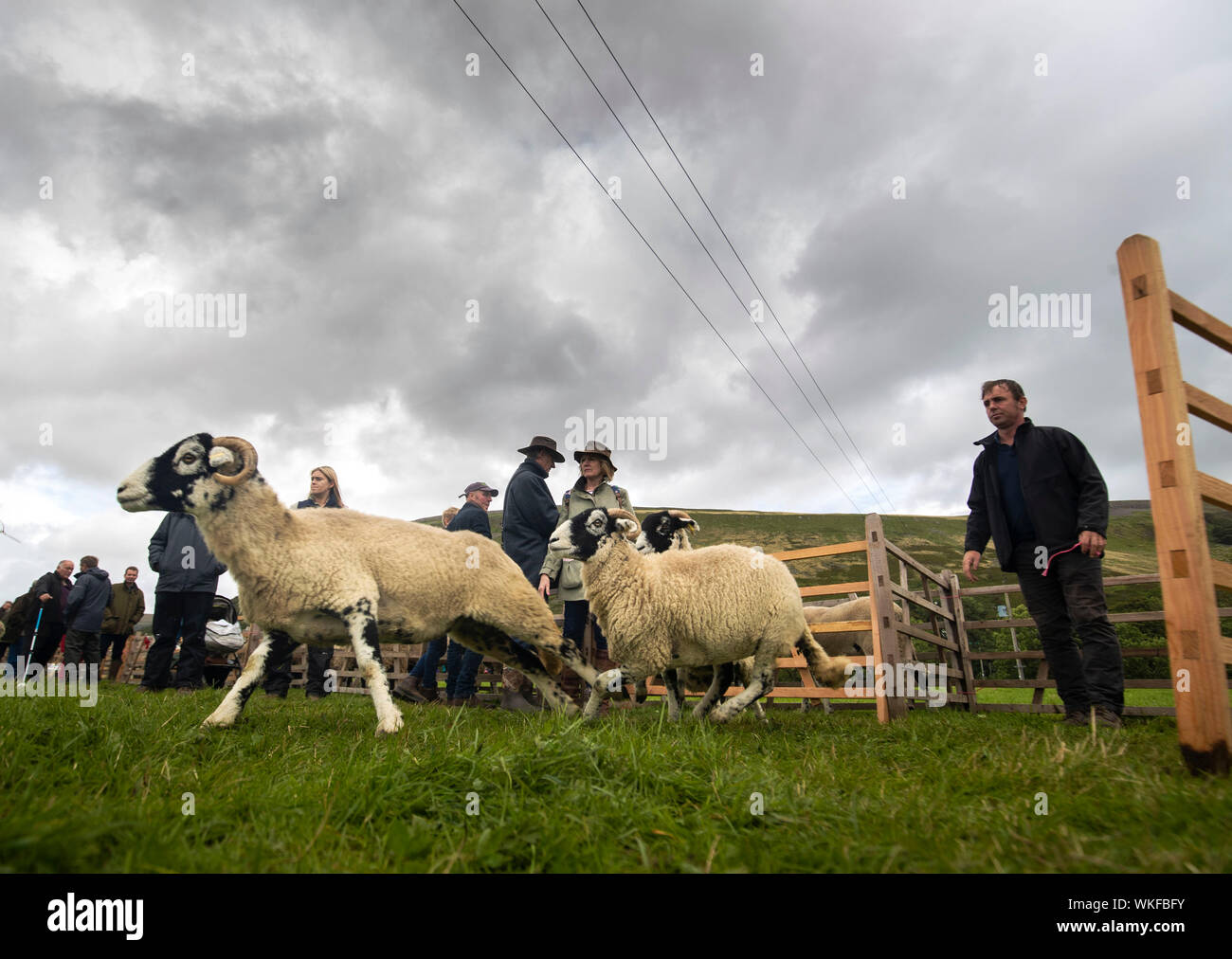 Pecore durante il Muker Show, un'agricoltura tradizionale e mostra orticola, nello Yorkshire Dales National Park. Foto Stock