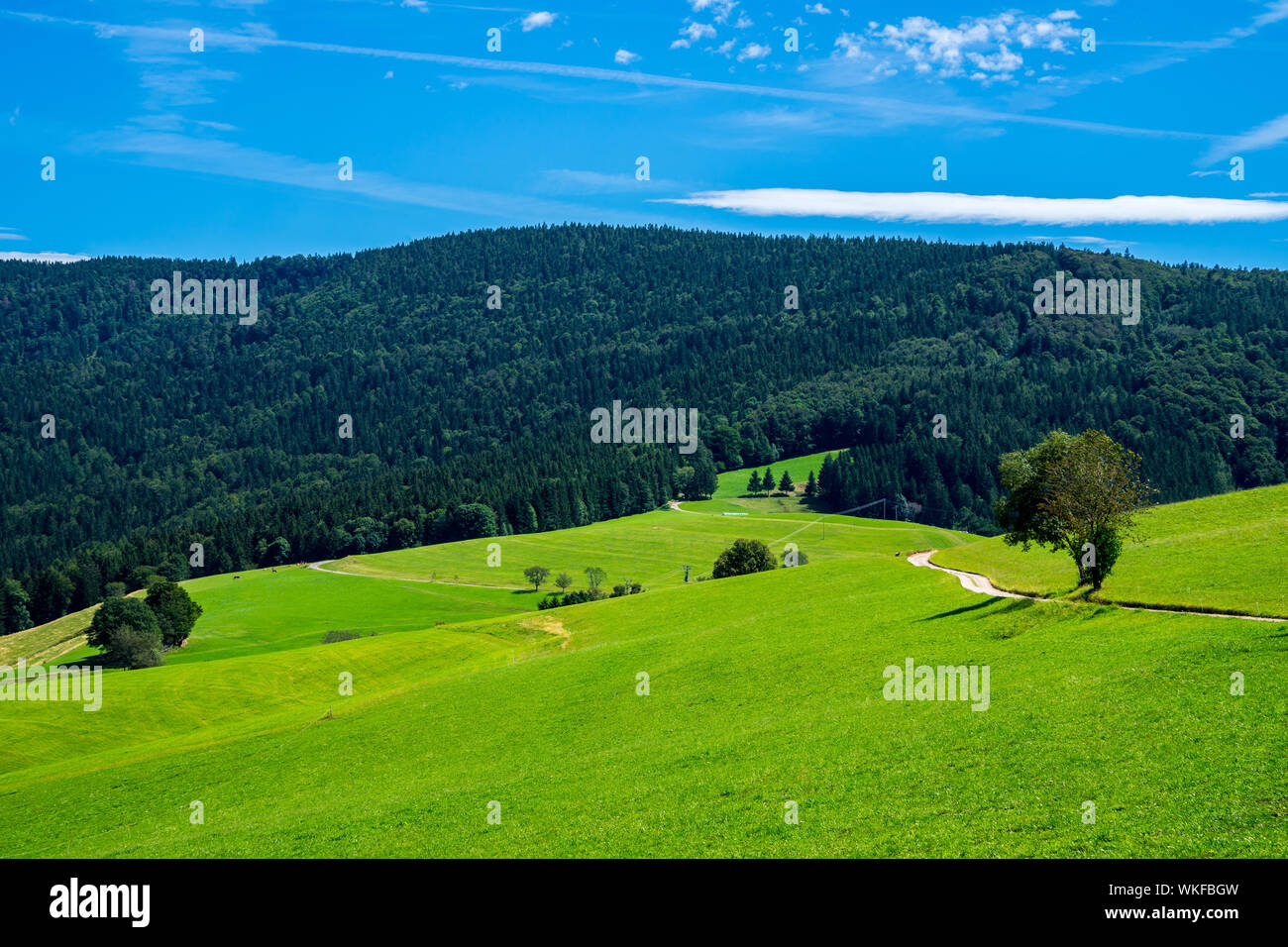 Germania, ricoperta di boschi verdi montagne della Foresta nera in natura paesaggio di schauinsland, meta di escursioni per i turisti nei pressi di Freiburg im Breisgau in summe Foto Stock
