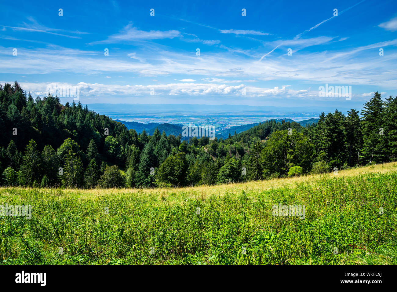 Germania, infinite ampia vista sulle cime degli alberi di conifere e abeti di copertura della foresta nera montagna vicino a Freiburg im Breisgau con bellissima vista su m Foto Stock