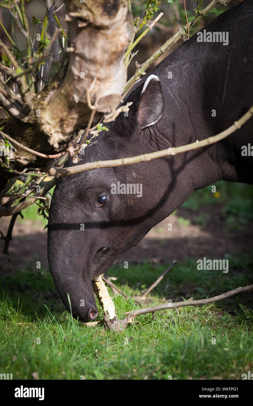 Il tapiro: la malese, chiamato anche Asian tapiro (Tapirus indicus) Foto Stock