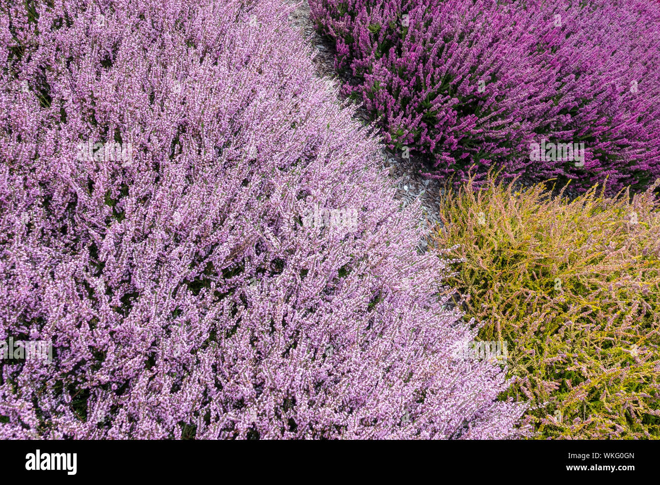 Rosa Viola Calluna vulgaris erica comune, cultivar da giardino colorate, piante combinate a contrasto di colore Foto Stock
