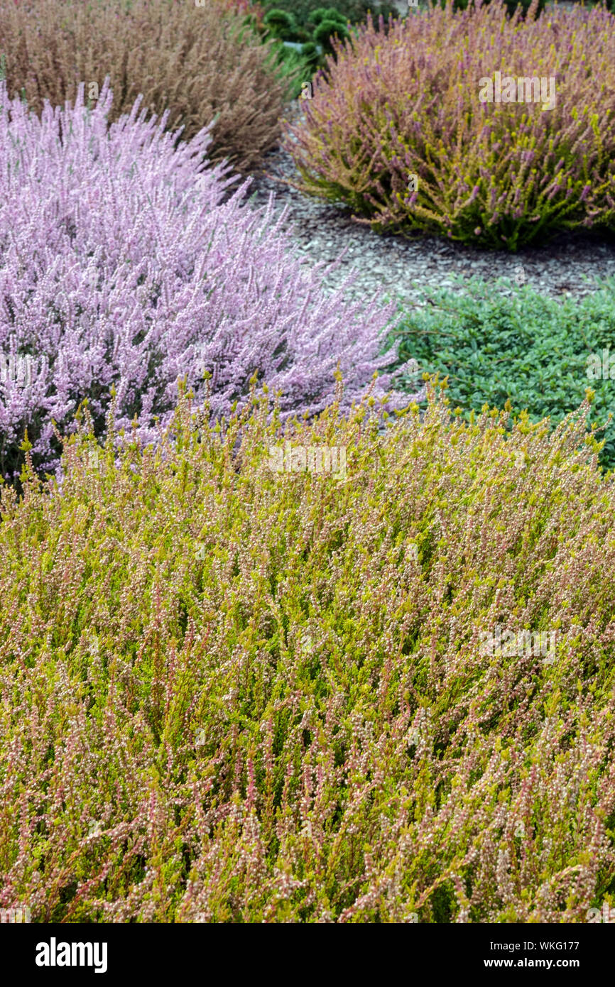 Callunas, colorato giardino cultivar, contrasto di colore e la combinazione di piante Foto Stock