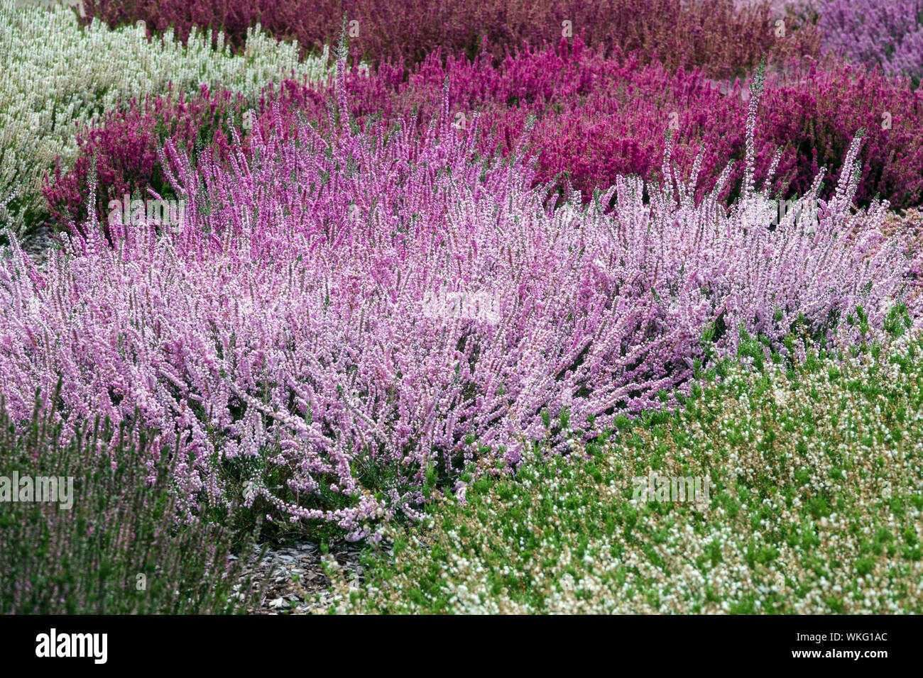 Bella Calluna vulgaris erica giardino colorato cultivar colore fiori in  perenne contrasto giardino e combinazione piante Calluna vulgaris confine  Foto stock - Alamy