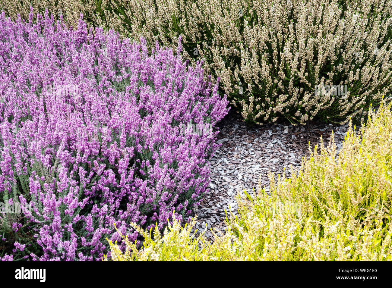 Pink Calluna vulgaris erica comune, colorate cultivar da giardino, contrasto di colore e piante di combinazione Foto Stock