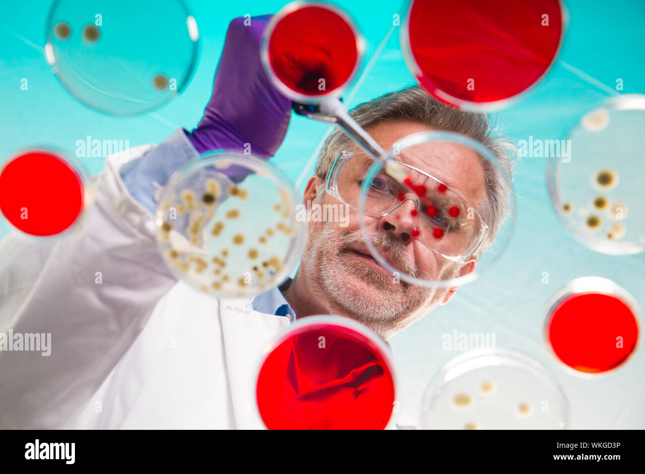 Senior life science ricercatore innestando i batteri. Foto Stock
