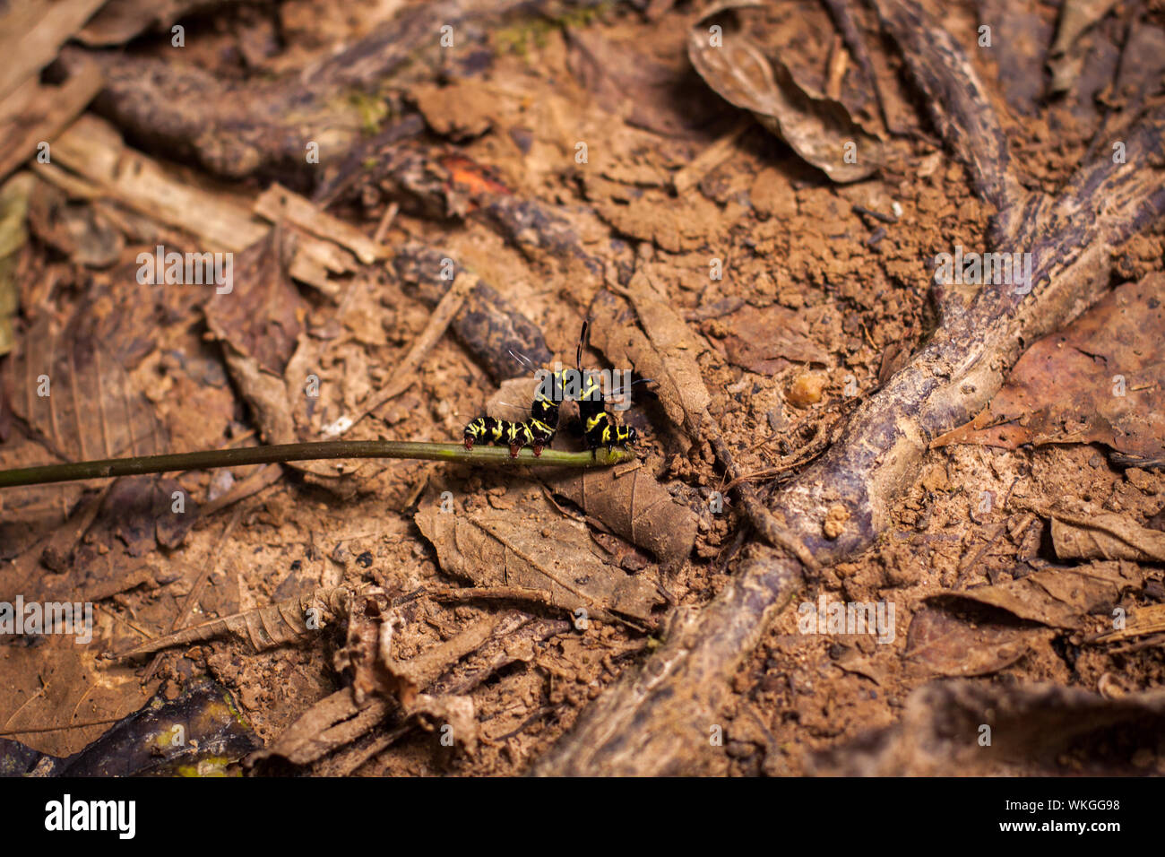 Striato di giallo e nero caterpillar Foto Stock