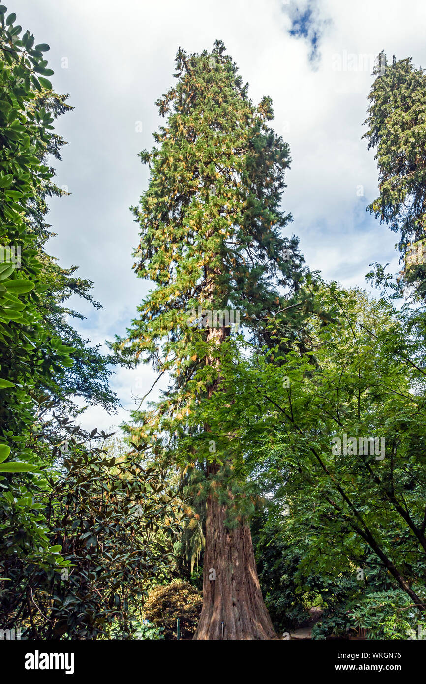 Sequoiadendron giganteum albero in Dawyck Botanic Garden Stobo vicino a Peebles Scottish Borders Scotland Regno Unito Foto Stock