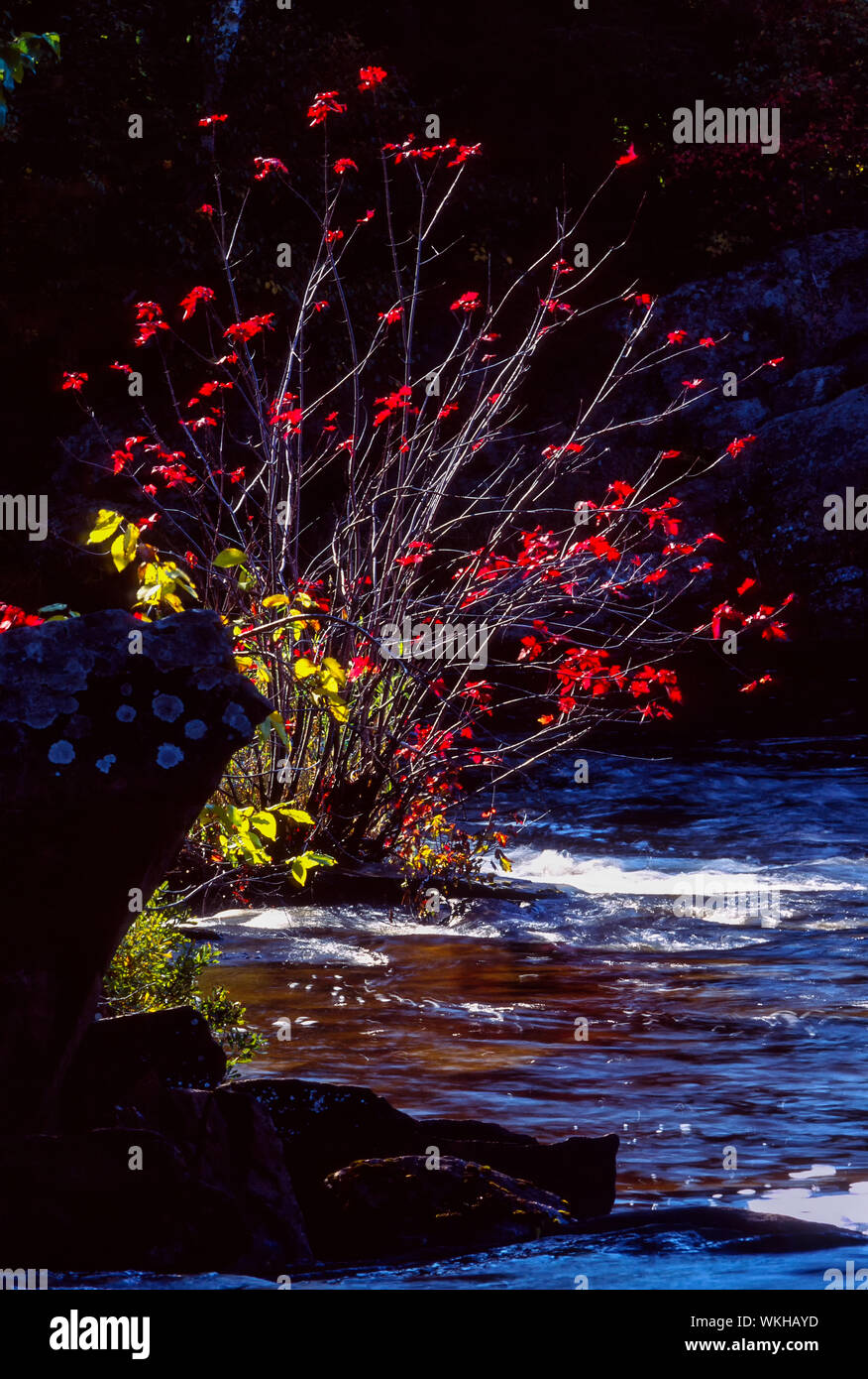 Autunno rosso di foglie di acero lungo il fiume Wanapitae, Distretto di Sudbury, Ontario, Canada Foto Stock