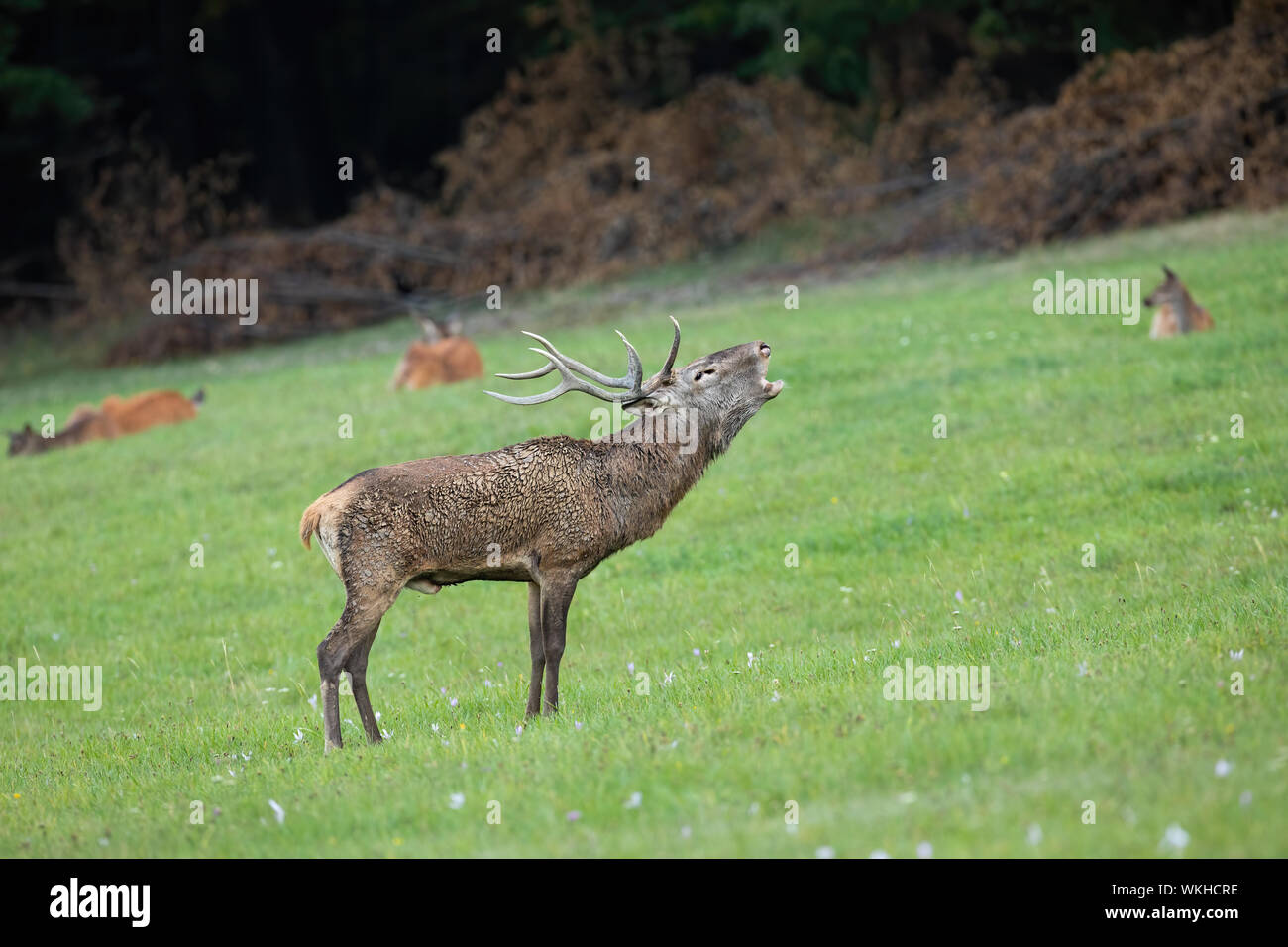 Red Deer stag ruggente su un prato in solchi stagione con la mandria in background Foto Stock