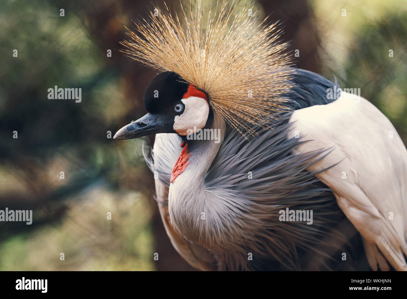 Grey Crowned Crane. Balearica regulorum Foto Stock