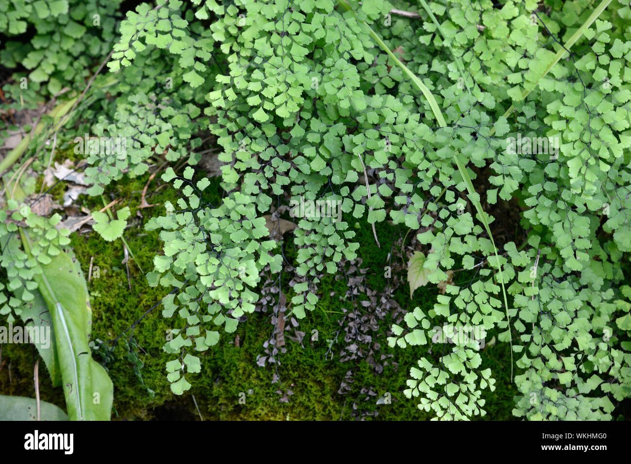 Adiantum capillus-veneris fern variamente noti come felce capelvenere,  Southern felce capelvenere, nero felce capelvenere & capelli di Venere Fern  Foto stock - Alamy