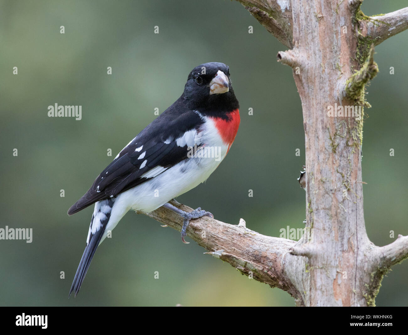 Ritratto di un maschio di rose-breasted grosbeak, Pheucticus ludovicianus. Foto Stock