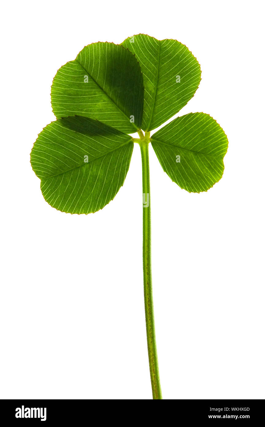 Quattro Leaf Clover isolati su sfondo bianco Foto Stock