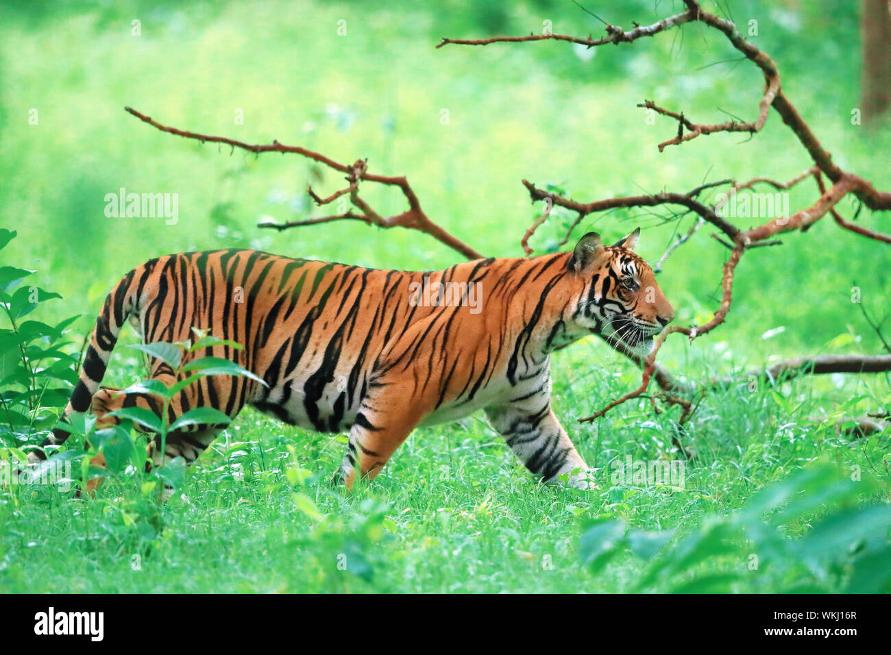 Tigre del Bengala reale che cammina nella foresta profonda, Nagarhole National Park Foto Stock