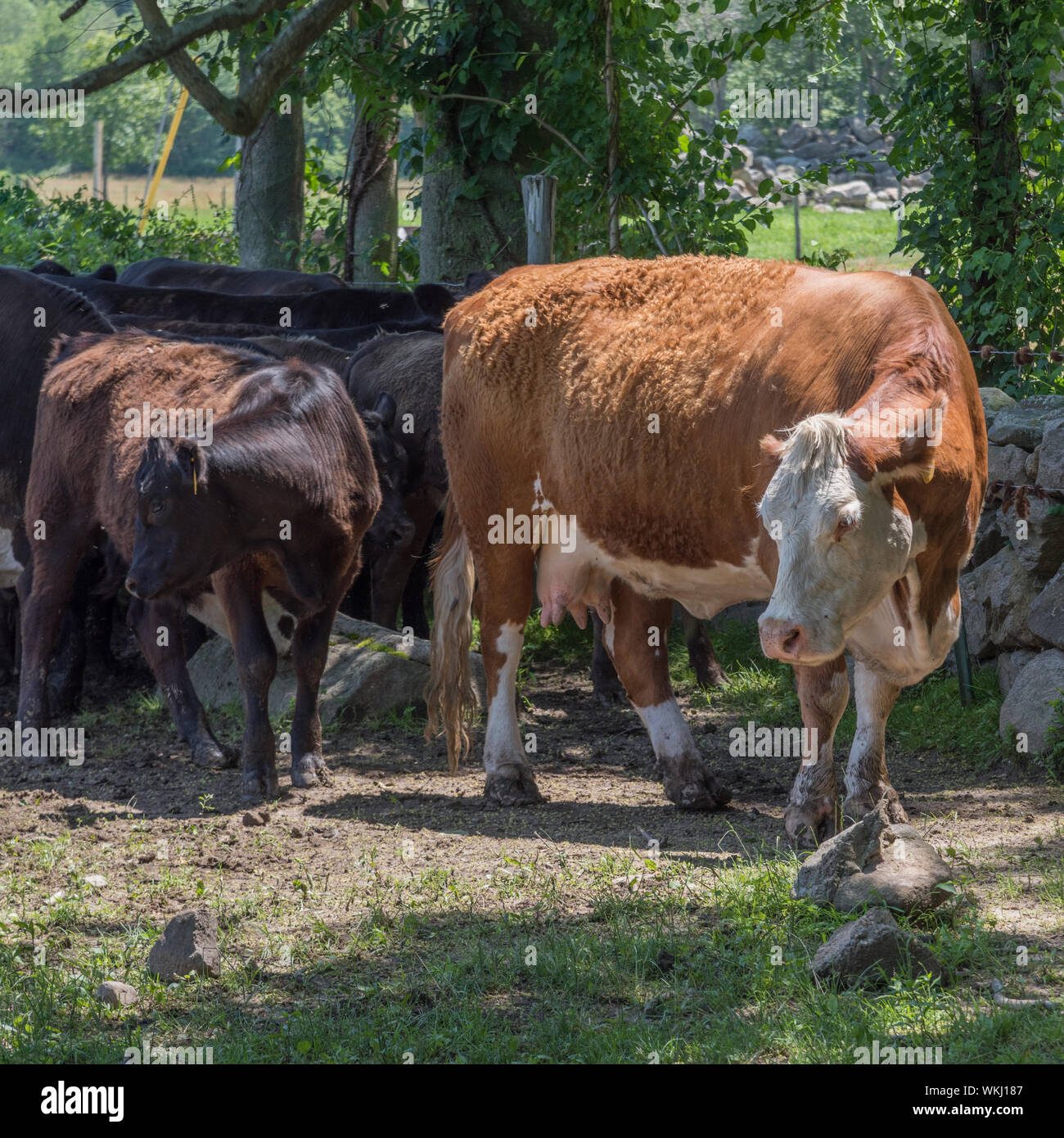 Madre di mucca e vitello con allevamento in Nuova Inghilterra riparo dal sole sotto gli alberi sul pomeriggio estivo Foto Stock