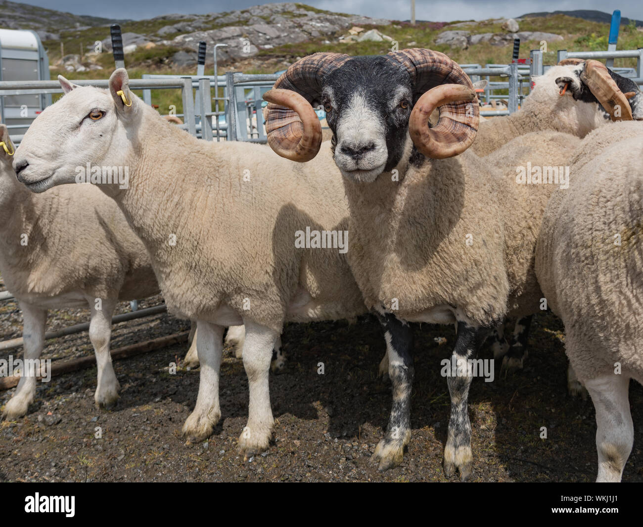 Il pedigree di Ram con grandi corna di ricci con gli agnelli in una farm show in Scozia rurale Foto Stock