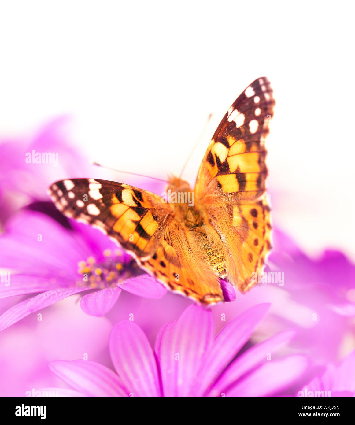 Stupenda farfalla sul fiore Foto Stock