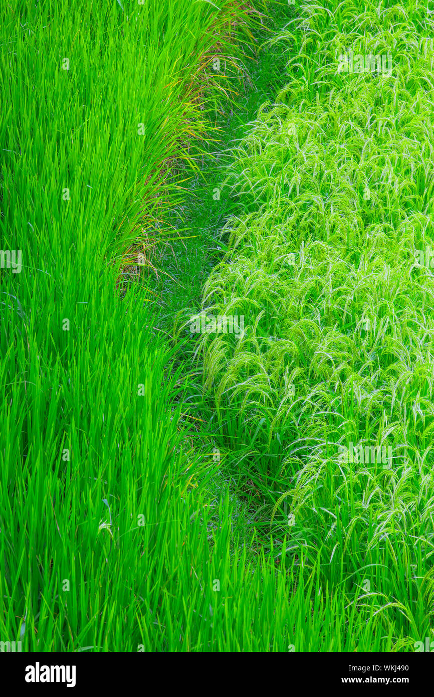 Campo di riso Foto Stock