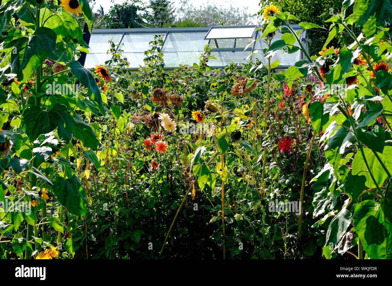Fiori che crescono in allotment garden con serra, Norfolk, Inghilterra Foto Stock