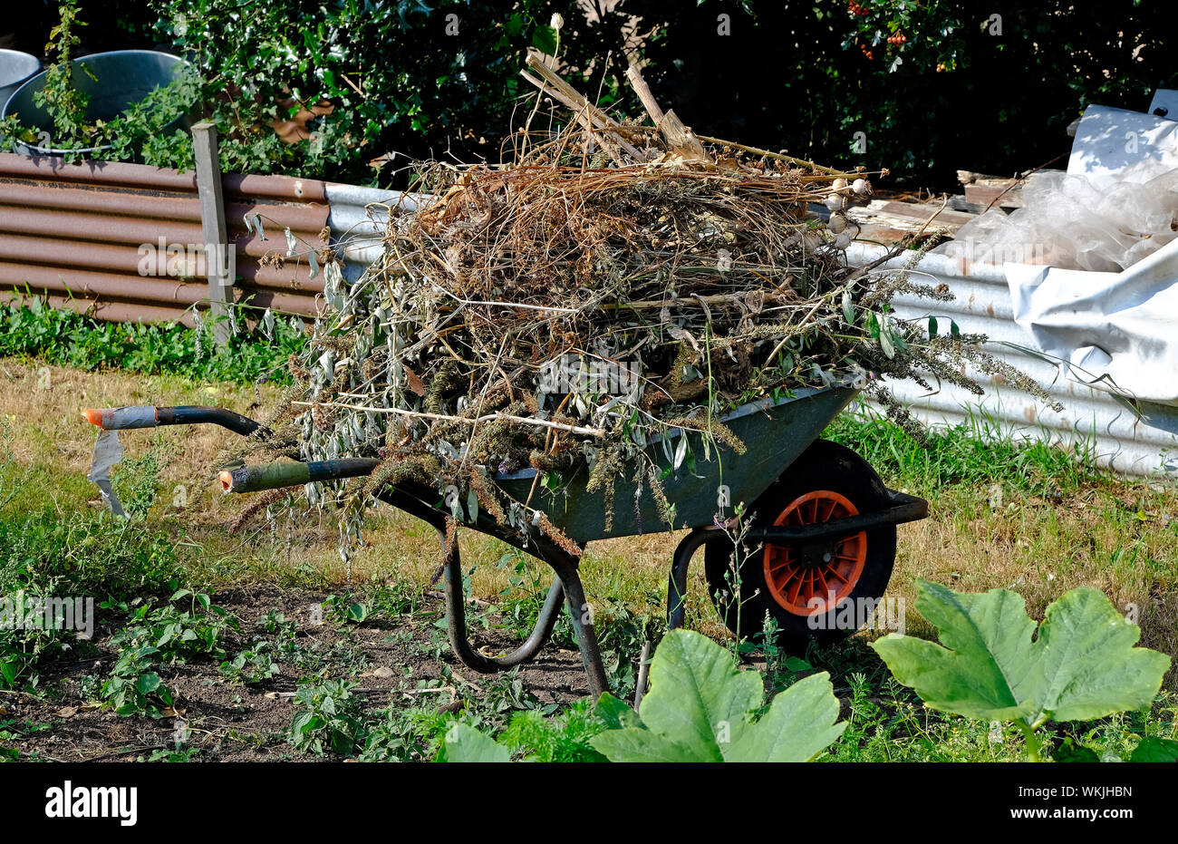 Oltre laden carriola sul riparto plot, Norfolk, Inghilterra Foto Stock