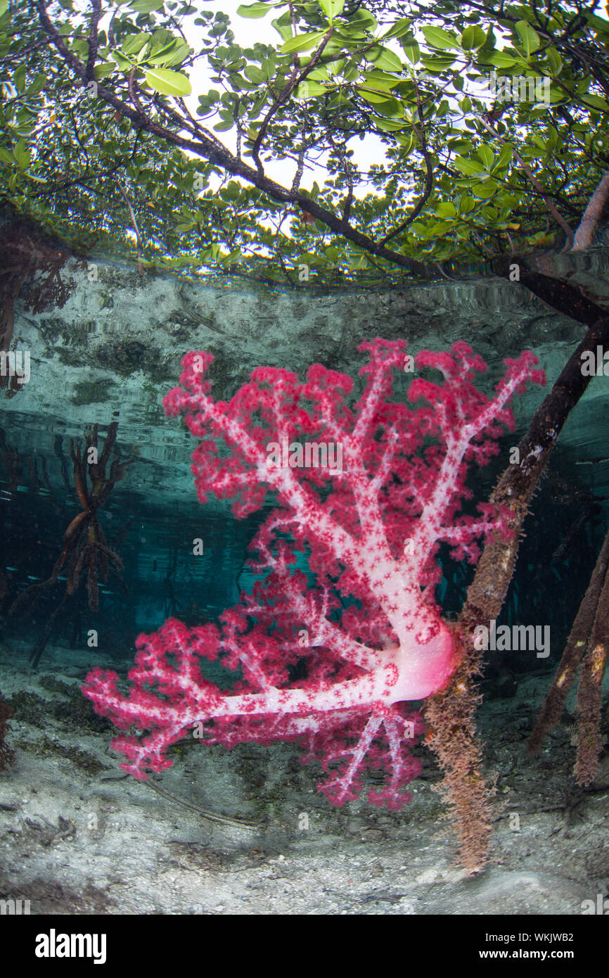 La vibrante coralli molli, Dendronephthya sp., prosperare in un acqua blu la foresta di mangrovie in mezzo alle isole remote di Raja Ampat, Indonesia. Foto Stock