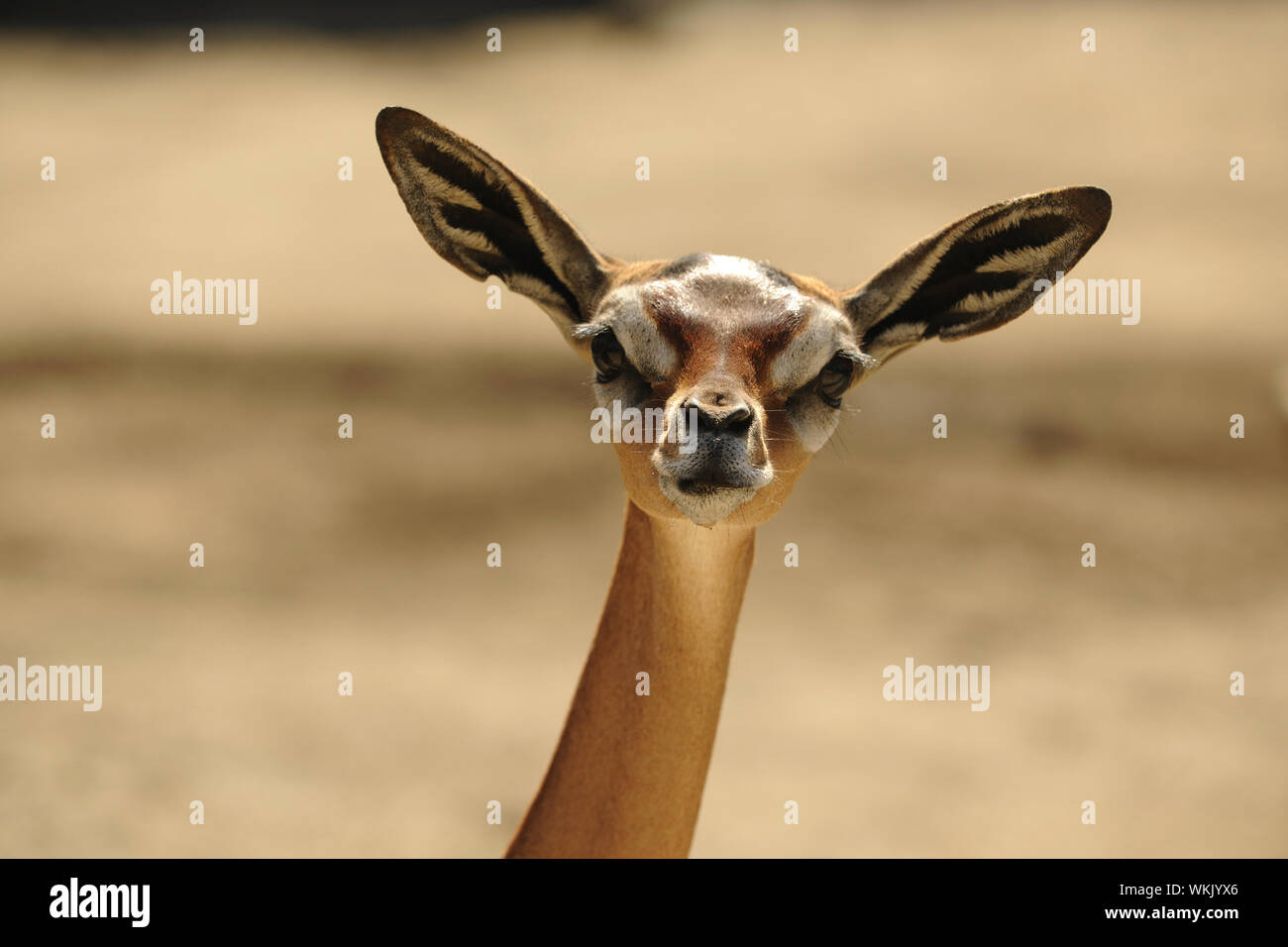 Il Gerenuk (Litocranius walleri), noto anche come il Waller il gazelle, è un lungo collo specie di antilope trovato a secco di folta macchia e la steppa in EAS Foto Stock