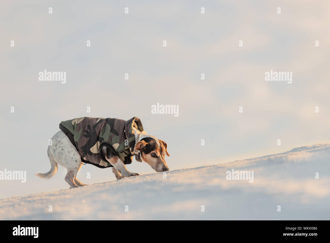 Piccolo, grazioso bello Jack Russell Terrier cane con abbigliamento protettivo in natura essere in movimento davanti atmosferica di cielo nuvoloso Foto Stock