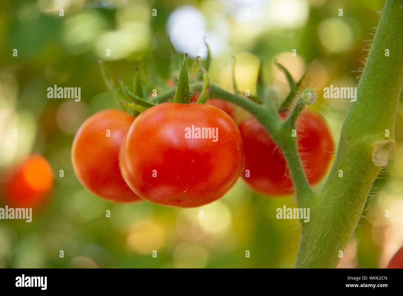 Quattro round pomodori rossi sono in crescita sulla boccola Foto Stock